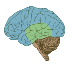 cerveau mac lean